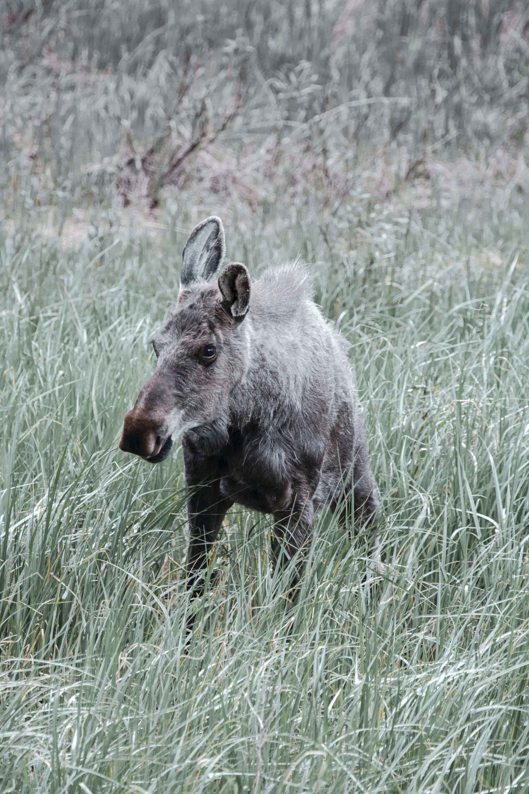 Rocky Mountain Wildlife